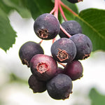 Serviceberry Live Plant, Ornamental Flowering Shrub, 1-2 Feet Tall