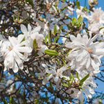 Magnolia Tree Live Plant 6-12 Inch Height, Fragrant Magnolia Plant Live to Grow, Magnolia Bush Flowers (Star Magnolia)