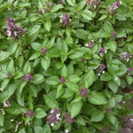 Thai Basil Plant in 4 Inch Pot - 4-6 Inch Tall Herb Plants
