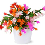 Easter Cactus Live Plant, 4-9” Tall, Rooted Holiday Cactus Succulent Plant for Indoor or Outdoor Growing, Easy Care Flowering Houseplant (Mixed Easter Cactus)