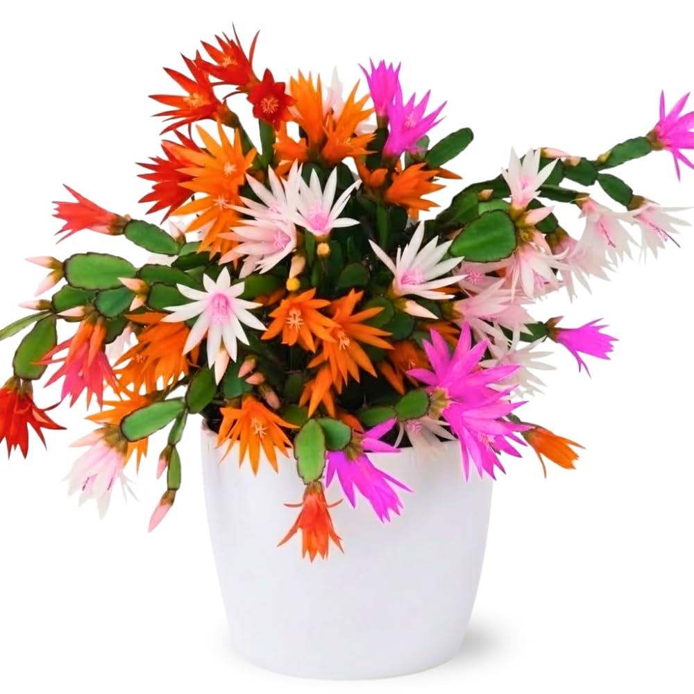 Easter Cactus Live Plant, 4-9” Tall, Rooted Holiday Cactus Succulent Plant for Indoor or Outdoor Growing, Easy Care Flowering Houseplant (Mixed Easter Cactus)