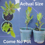 Laurus Nobilis Bay Leaf Tree Plant Live, 8 Months Old Bay Laurel Sweet Bay Live Plant for Planting, Fragrant Bayleaf Tree, Bare Root, Well-Rooted Plant Live