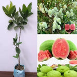 2 Live Pink Guava Trees Plants, 4-6" Seedling Tropical Fruit in Half Gallon Pot, Cold Hardy for Zones 9-11, No CA
