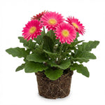Gerbera Daisy Plants Live, Pink Daisy Plant, 5-7 Inches Tall, Colorful Perennial Plant, Bright Blooms for Indoor Outdoor Growing