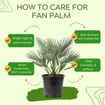 Palm Tree Live Plant, Fully Rooted in 3 Gallon Pot, Rare Tropical Plant Live for Indoor or Outdoor Growing, Fan
