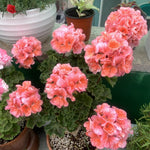 2 Salmon Geranium Plants Live, Live Geranium Plants, 5 to 8 Inches Tall Live Plants, Geranium Flower Plant, Geranium Live Plants Indoor Garden Outdoor