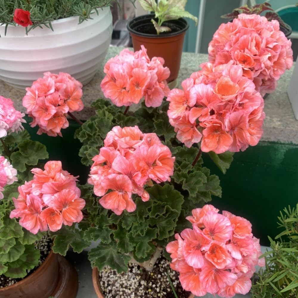 2 Salmon Geranium Plants Live, Live Geranium Plants, 5 to 8 Inches Tall Live Plants, Geranium Flower Plant, Geranium Live Plants Indoor Garden Outdoor