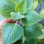 Set 3 Green Cuban Oregano Plants Live Mexican Mint Plant, Spanish Thyme Starter Plants from 4 Inc in Height, Fragrant Herb Well Rooted