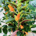 Lady Goldfish Houseplant Live, 4” Potted Tropical Goldfish Plant, Indoor Trailing Plant with Glossy Foliage