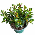 Lady Goldfish Plant Live in 4" Pot, Tropical Goldfish Houseplant, Indoor Flowering Plant with Trailing Foliage