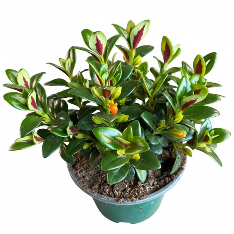 Lady Goldfish Plant Live in 4" Pot, Tropical Goldfish Houseplant, Indoor Flowering Plant with Trailing Foliage