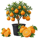 Japanese Mandarin Tree Live Plant Grafted 2-3 Feet, Fast-Growing and Bear Fruit for Citrus Garden Outdoor Planting Zones 9-11