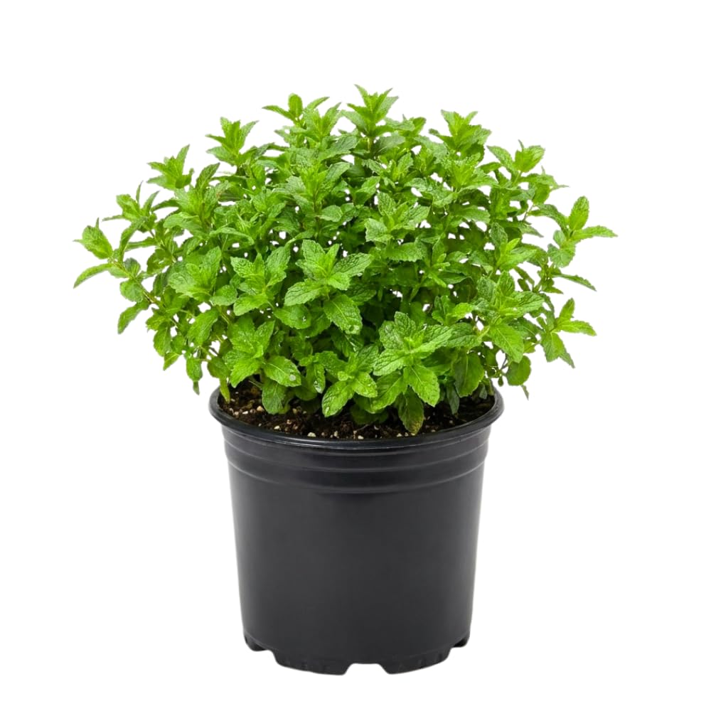 Strawberry Mint Plant Live in 4'' Pot, Mint Herb Plants for Culinary and Garden Growing, Perennial Herbs