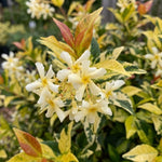 Set 2 Gold Jasmine Plant Live, 4-7 Inches Tall, Fast Growing Jasmine Flower Plant, Low Maintenance for Patio and Home Decoration