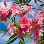 3 Oleander Plants, Pink Oleander Plants from 4 to 6 Inches Long, Oleander Well Rooted