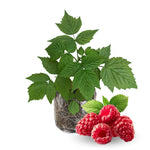 High Yield Raspberry Plants Live for Outdoor Planting, Size 5-9" in Tall, No Pot, Dormant in Winter, Cold Hardy (Red Caroline)