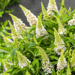 Random Buddleia Butterfly Bush Plant Live, 5-9" in Tall, No Pot, Perennial Bushes Ready to Plant in Spring Outdoor Gardening, Dormant in Winter