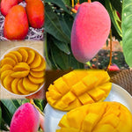 No CA, Grafted Mango Tree Live Plant, 2 Years Old Ready to Bear Fruit, 2-3 Ft Mango Plant for Spring Planting (Valencia Pride)