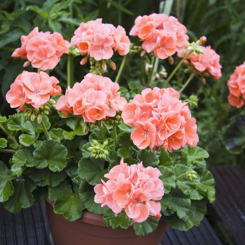 2 Geranium Plants Live, Vibrant Blooms, Hardy Perennial Geranium Flowers 4-8 Inches, Indoor Outdoor Planting