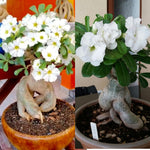 White Desert Rose Plants Live for Indoor Outdoor Growing, Cold Hardy, Starter Size, 4-7 Inc in Tall Desert Rose Seedling