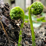 10 Cinnamon Ferns Live Plants Outdoor, Live Ferns for Outdoors, Indoor Hardy Perennial Fern Rhizomes Bare Roots