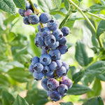 Pack 2 Blueberry Bush Live Plant, Blueberry Plants Live for Planting 5 to 9 Inch Height, Sweet Blueberries Tree Live Plant (Legacy Blueberry)