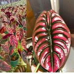 Pack 2 Red Alocasia Live Plant for Planting, Indoor Houseplant Alocasia Plant Live, 5 to 7 Inc Tall, Bare Root, Alocasia Colocasia Taro Plant for Ornamental Plants