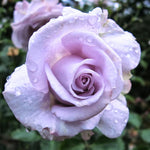 Rose Bush Live Plant, Heirloom Rose Plant Live for Planting, 5-10 Inch Tall, Fragrant Flowers Well Rooted Starter Plant, No Pot (Purple Rose)