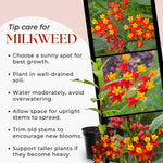 Pack 2 Red Milkweed Live Plants, Butterfly Tropical Milkweed Shrub, Asclepias Tuberosa Plants 4-8 Inches