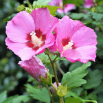 Althea Rose of Sharon Plant Live for Planting 6 to 13 Inch Height, in Pot, Pink Rose of Sharon Shrub Bush Live, Hibiscus Syriacus Flowers (Pink)