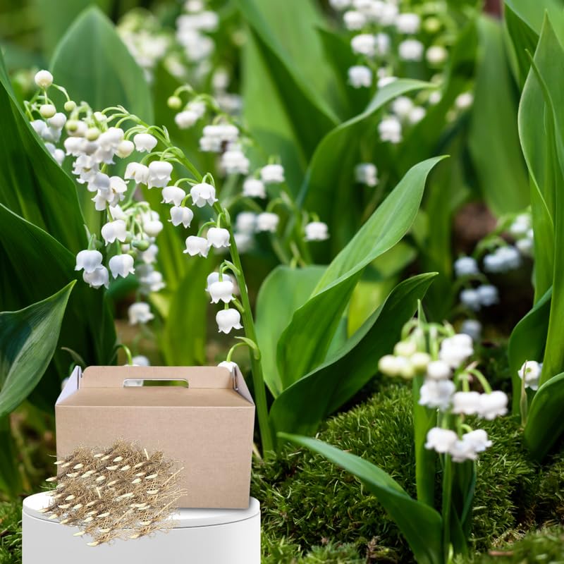 10 Lily of the Valley Bulbs, Sweet-Scented Spring Flowers, White Lilies Flower Bulbs for Planting