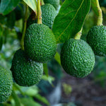 1 Year Old Live HASS Avocado Tree Plant, Well-Rooted Fruit Tree in Half Gallon Pot, 8–16 Inch, Easy to Grow, No CA