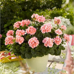 3 Salmon Geranium Plants Live, Live Geranium Plants, 5 to 7 Inches Tall, Geranium Flower Plant, Geranium Live Plants Home Garden Outdoors