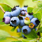 Pack 2 Blueberry Bush Live Plant, Blueberry Plants Live for Planting 5 to 9 Inch Height, Sweet Blueberries Tree Live Plant (Sunshine Blueberry)
