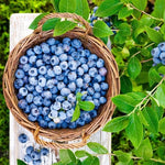 2 Emerald Blueberry Bush Live Plant, Blueberry Plants Live for Planting 5 to 8 Inch Tall, Sweet Blueberries Fruit Seedlings