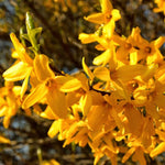 1 Yellow Forsythia Bush Live Plant 6 to 14 Inch Tall, Lynwood Gold Forsythia Plant Live for Planting in Pot