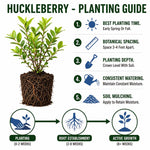 Huckleberry Tree Live in 4 Inch Pot, Berry Fruit Plant for Garden, Patio Containers and Backyard Growing, 4-6 Inches