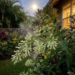 Night Blooming Jasmine Plant Live 4-7 Inches Tall, Fragrant Flowering Vine for Garden, Patio Containers and Indoor Growing