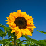 2 Starter Sunflower Live Plants for Planting, Very Fast-Growing for Year Round Blooming, 3-5 Inches in Tall