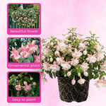 2 Light Pink Fuchsia Live Plants 4-7'' Tall, Hardy Hanging Basket Flower Plant, Shade Loving Blooming Fuchsia Starter Plants