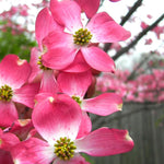 Pack 2 Pink Dogwood Trees for Planting Outdoors, 6 to 12 Inc Tall Pink Flowering Dogwood Trees Live Plants in 2.5" Pot, Cold Hardy, Well Rooted