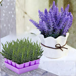 2 English Lavender Plants Live for Planting Outdoor, 3-4" Lavender Live Plants for Fragrant Sun Perennial Herb