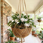 White Easter Cactus Plant Live 4-6 Inches, Vibrant Spring Bloomer for Indoor Decor, Patio Pots, Ready to Grow
