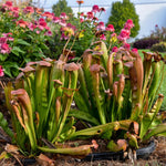 Bat Nepenthes Pitcher Plant Live in Pot, Pond Plant, Exotic Tropical for Indoor Outdoor Décor, Easy to Grow, Rare Variety, 7 Months Old
