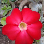 Red Desert Rose Plants Live for Indoor Outdoor Growing, Cold Hardy, Starter Size, 4-7 Inc in Tall Desert Rose Seedling