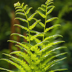 5 Ostrich Fern Roots, Perennial Fern Roots for Planting from 4 Inc
