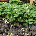 Green Oxalis Live Plant 5-10 Inches Tall, Low Light Tolerant Shamrock Foliage Plant for Garden and Container, Well Roooted Potted Plant