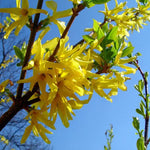 2 Lynwood Gold Forsythia Bush Live, Yellow Forsythia Plants Live Bareroots 6-12 Inch Tall, Fragrant Forsythia Shrub to Grow