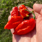 Bhut Jolokia Pepper Plants Live for Planting, Red Pepper Seedlings from 4 to 6 Inches Tall, Starter Plant for Vegetable Garden, 2 Plant Per Pot