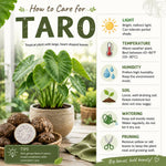 Taro Plant Live, Edible Colocasia Plant, 4-6 Inc Tall, Easycare Tropical Plant for Patio and Landscape
